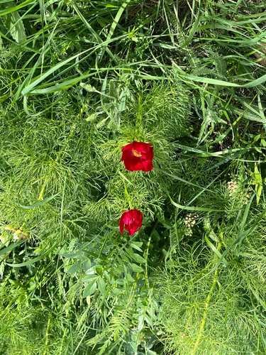 Fern-leaf Peony
