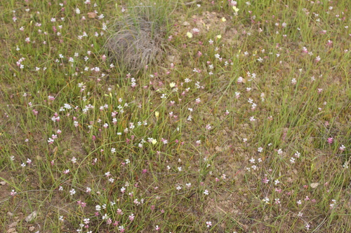 Lachenalia zeyheri