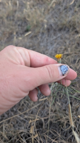 Thelesperma megapotamicum