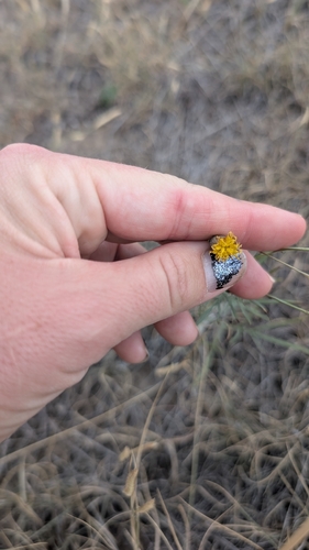 Thelesperma megapotamicum, photograph 2