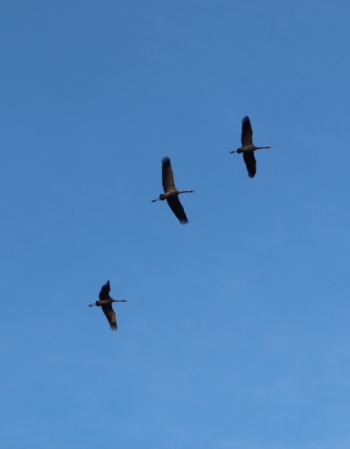 Common Crane
