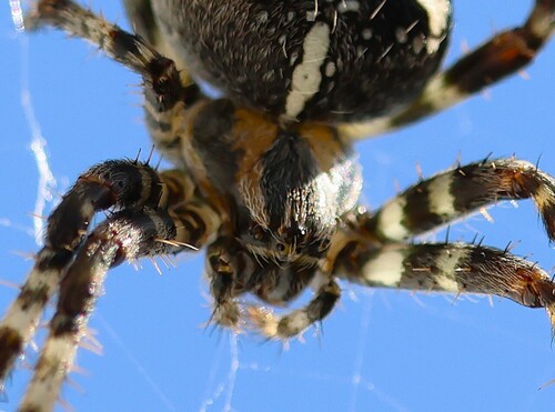 Cross Orbweaver