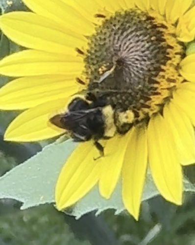 Yellow-faced Bumble Bee