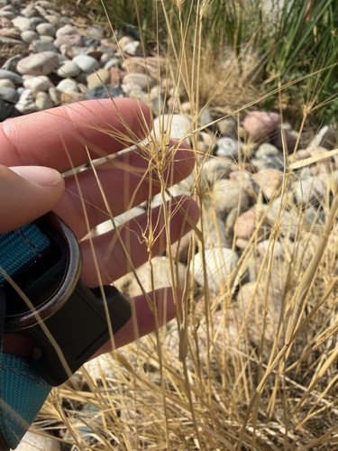 Elymus elymoides, photograph 3