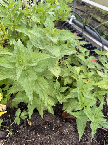 great stinging nettle
