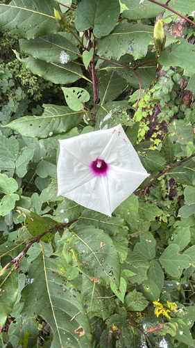 wild potato vine