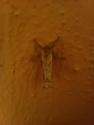 Orange Swift