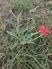 Nyctaginia capitata, photograph (c) Rachel, some rights reserved (CC BY)