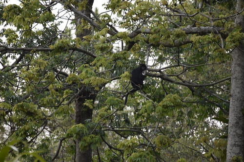 Javan Lutung