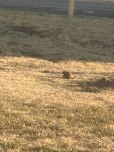 Black-tailed Prairie Dog