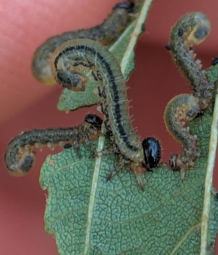 striped alder sawfly