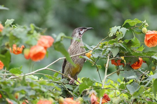 Red Wattlebird