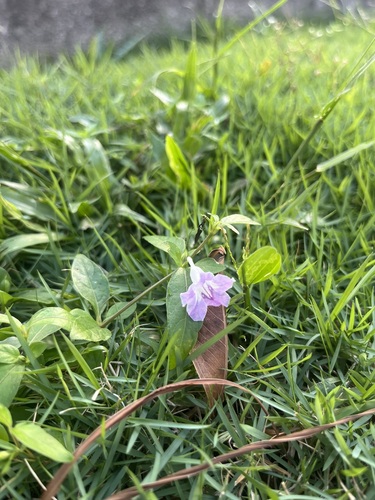 Ruellia repens