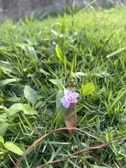 Ruellia repens