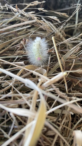 Pale Tussock Moth