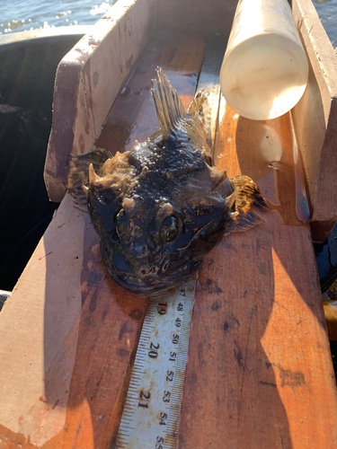 Shorthorn Sculpin