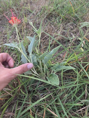 Nyctaginia capitata, photograph 4