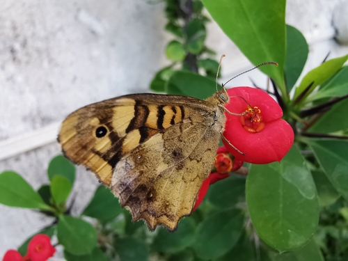 Speckled Wood