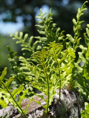 Drynaria roosii, photograph author not stated, no rights reserved