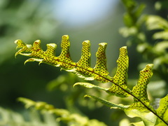 Drynaria roosii, photograph author not stated, no rights reserved