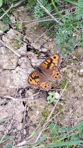 Wall Brown