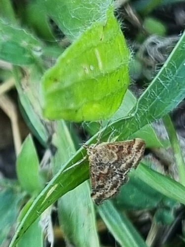 Straw-barred Pearl