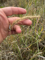 Elymus canadensis, photograph (c) Jes Gray, some rights reserved (CC BY)