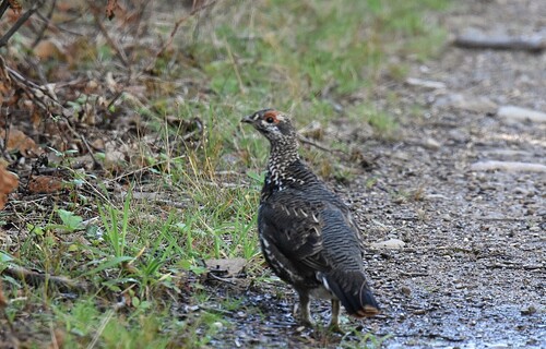 Spruce Grouse