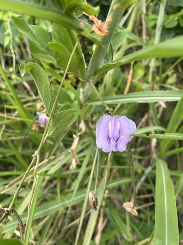 Centrosema pubescens observed 2026-08-22