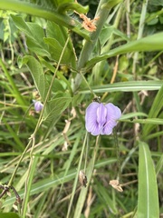 Centrosema pubescens