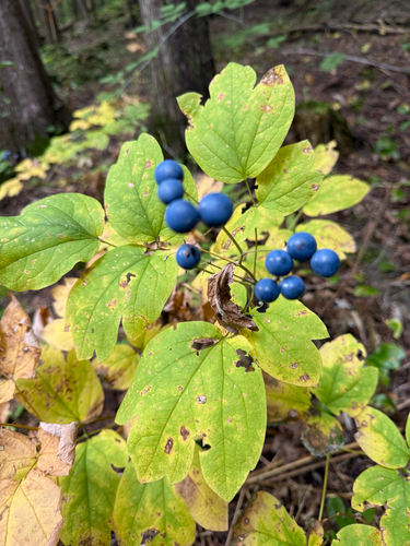 blue cohosh