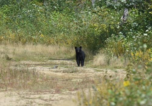 American Black Bear