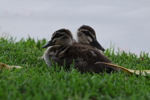 Pacific Black Duck