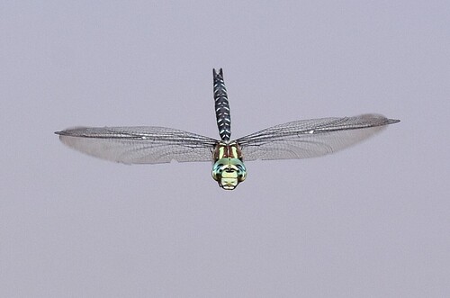 Shadow Darner