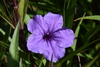 Mexican Ruellia - Photo (c) Te Chang, some rights reserved (CC BY-NC), uploaded by Te Chang
