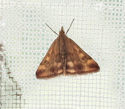 Straw-barred Pearl