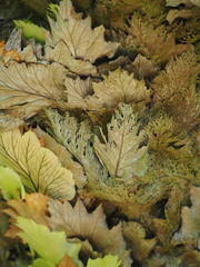 Drynaria roosii, photograph author not stated, no rights reserved