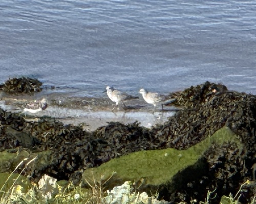 Red Knot