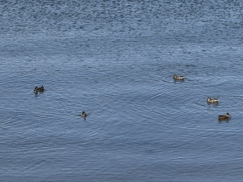 Northern Shoveler
