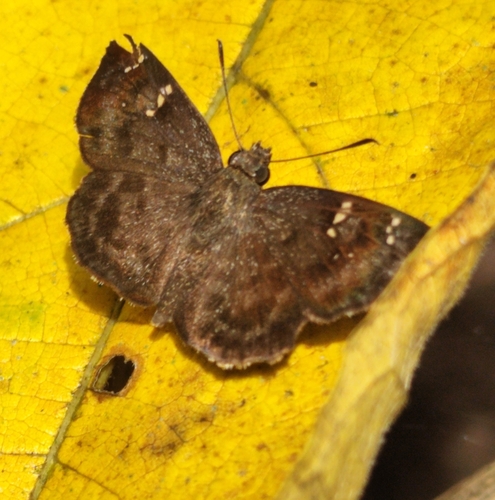 Common Small Flat