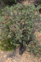 Arctostaphylos pilosula