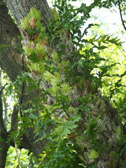 Drynaria roosii, photograph author not stated, no rights reserved