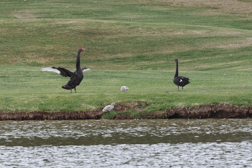 Black Swan
