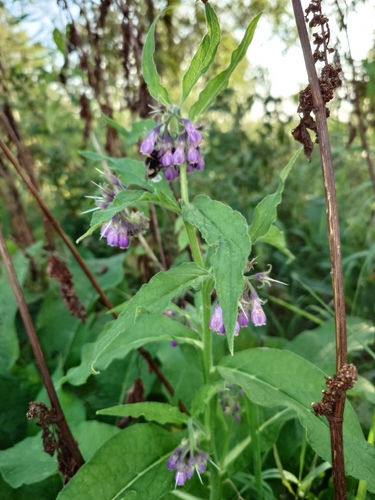common comfrey