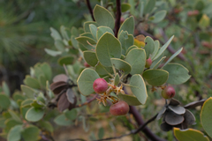 Arctostaphylos pilosula
