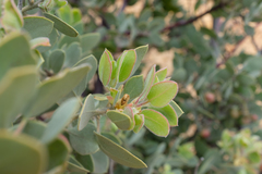 Arctostaphylos pilosula