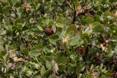 Arctostaphylos pilosula