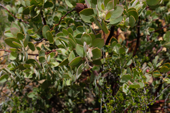 Arctostaphylos pilosula