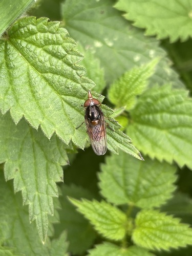 Heineken Fly
