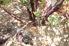 Arctostaphylos pilosula